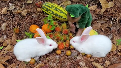 Baby monkey takes the baby rabbit to pick fruit in the forest