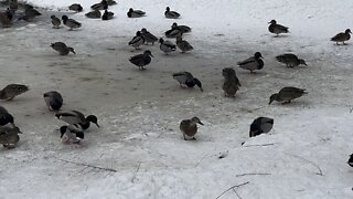 The mighty ducks at the pond