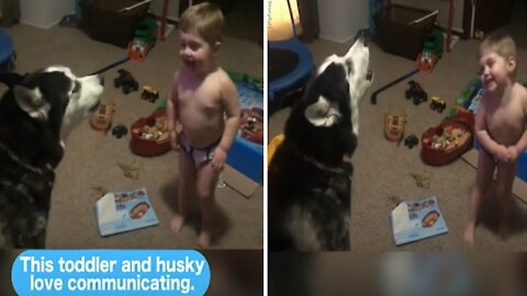 Toddler laughs as he and husky howl toddler