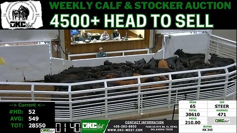 1/17/2023 - OKC West Calf and Stocker Auction