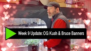 Week 9 Update - OG Kush & Bruce Banners - PLUS a Crash-Course on PPM, TDS, EC, & PH Testing!