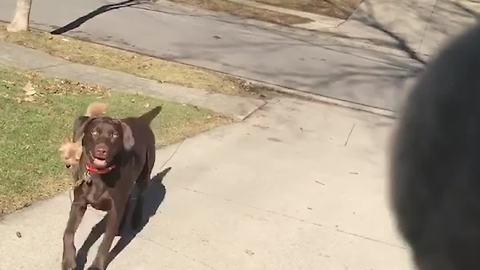 Big Dog Chases A Tennis Ball And Drags A Small Dog