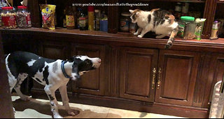 Cats escape overly-affectionate Great Dane puppy