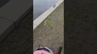 Sneaking up on the ducks