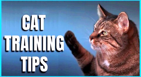 Basic Cat Training Tips