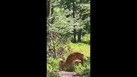 Doe and twins