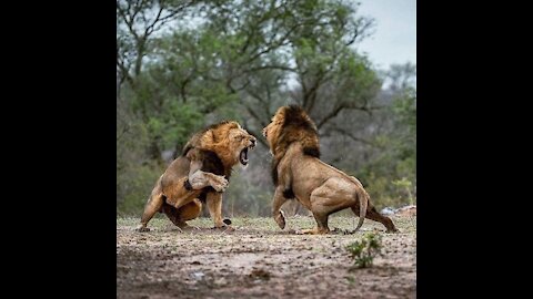 Male Lion Fight