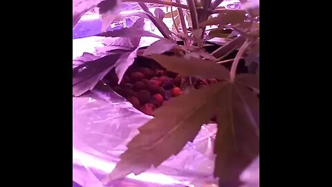 Seedsman Northern Lights Auto Day 28