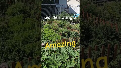 Garden Jungle🥳🥳 #shortsvideo #Garden #socialmedia #organic #gardentour @TalkwithSally