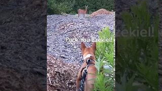 dog and deer shout