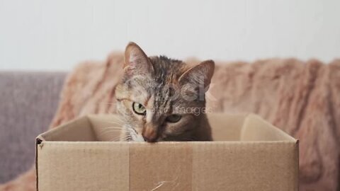 Curious cat peeks out of the box