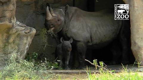 Black Rhino Calf And Mom Make Presence At Cincinnati Zoo