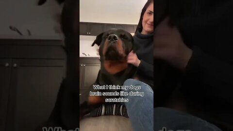 What I Think My Dogs Brain 🧠 Sounds Like During Scratchies 🤣 #Shorts #rottweiler #dogs