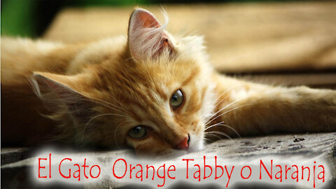 El Gato Orange Tabby o Gato Naranja 🐈- Tips y Hermosas fotos📸 WALLPAPER❤