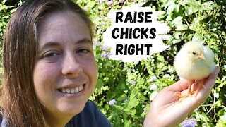 Raising Chickens For Meat | How To Care For Baby Chicks