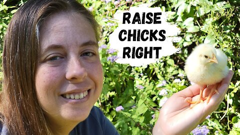 Raising Chickens For Meat | How To Care For Baby Chicks