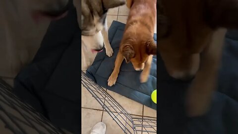 Dog won’t share his toy with little brother #husky #cutedogs #funnydogs #dogs #huskytalking #funny