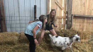 Menina arranca dente de leite com ajuda de uma cabra nos EUA