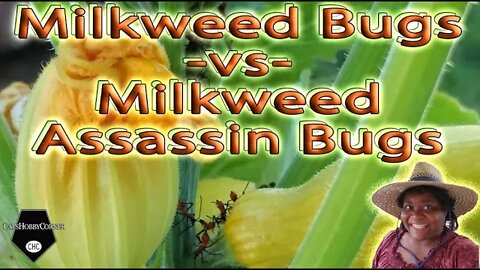 Milkweed Bugs -VS- Milkweed Assassin Bugs