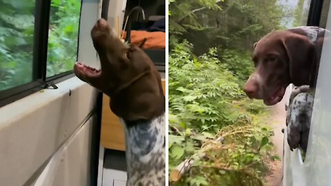 Funny pup constantly attacks tree branches during car ride