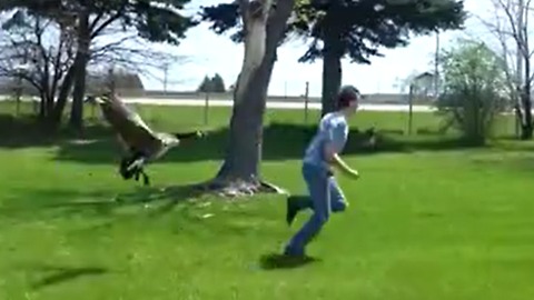 Defensive goose chases away intruding humans
