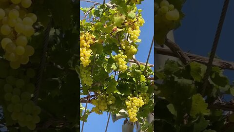 Grapes Can Grow Anywhere