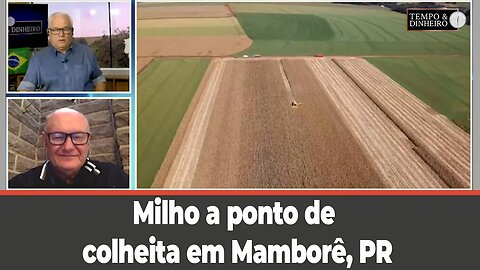 Milho a ponto de colheita em Mamborê, PR