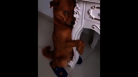 #shorts Cachorro de chinelo - dog in slipper