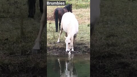 Beautiful palomino brumby drinks from creek