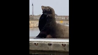 Sea lion spotted in Oceanside Harbor with net around its neck