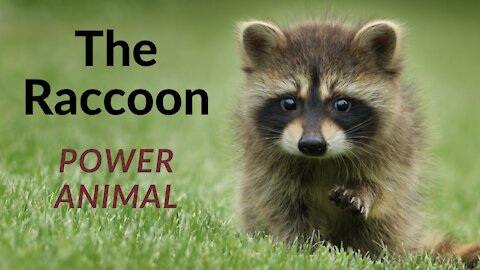 The Raccoon Power Animal