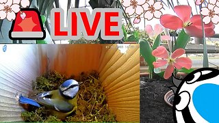 🚨LIVE🏴󠁧󠁢󠁥󠁮󠁧󠁿Bird Nest Box - Blue Tit Nest Building Stage