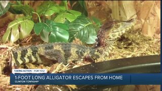 Foot-long alligator escapes from Clinton Twp home