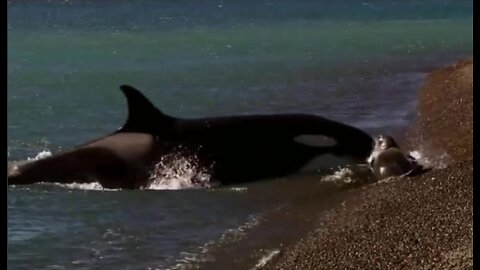 Documentary: Orcas Apex Predators of the Seas Oceans - Killer Whales