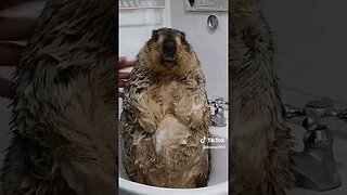 Beaver Wash 🦫