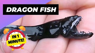 Dragonfish - In 1 Minute! 🐉 Terrifying Tiny Predator! | 1 Minute Animals