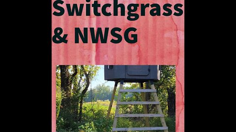 Switchgrass, NWSG, Wildlife Habitat and INVASIVE SPECIES