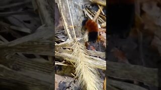 Woolly Bear Caterpillar