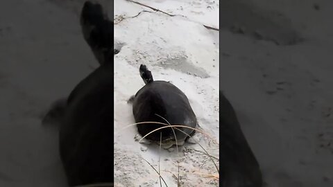 Fresh Water Cooter Turtle decided to head to the ocean