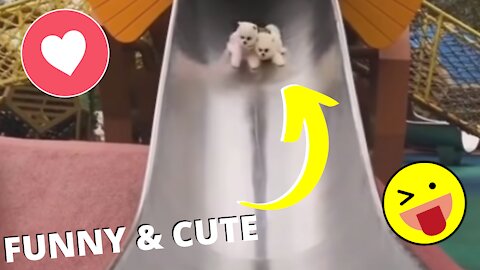 Funny and Cute Pet's Life #026