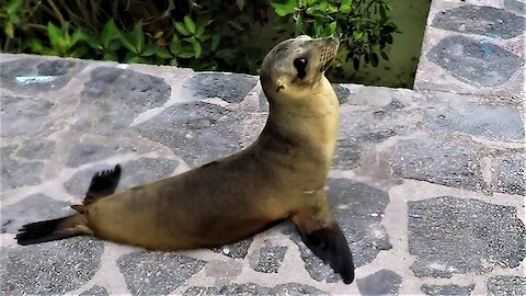 Very funky baby sea lion waddles adorably to the ocean