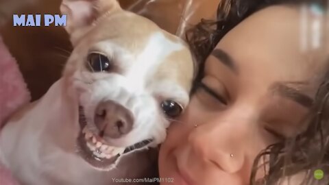 Funny Dog Videos It's time to LAUGH with Dog's life