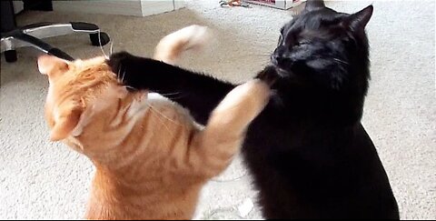 EPIC Cat Fight Compilation- Coal & Marmalade