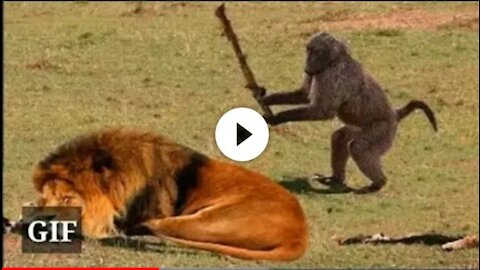 Watch this comedy video of animals 😂