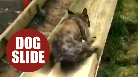 Adorable video of dog going down a children's slide goes viral