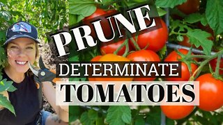 Pruning Determinate Tomato Plants 🍅