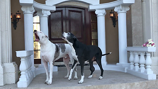 Amazing Singing Great Dane Duet ~ Max and Katie Audition is Hilarious