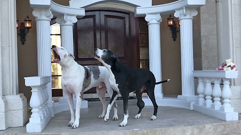 Amazing Singing Great Dane Duet ~ Max and Katie Audition is Hilarious