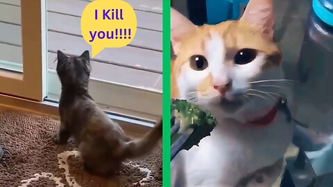 😂 Funniest and Cutest Cats 😍