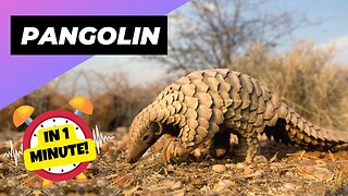 Pangolin - In 1 Minute! 🦔 One Of The Cutest And Exotic Animals In The World | 1 Minute Animals